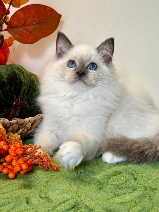 Ragdoll śliczny kocurek do odbioru