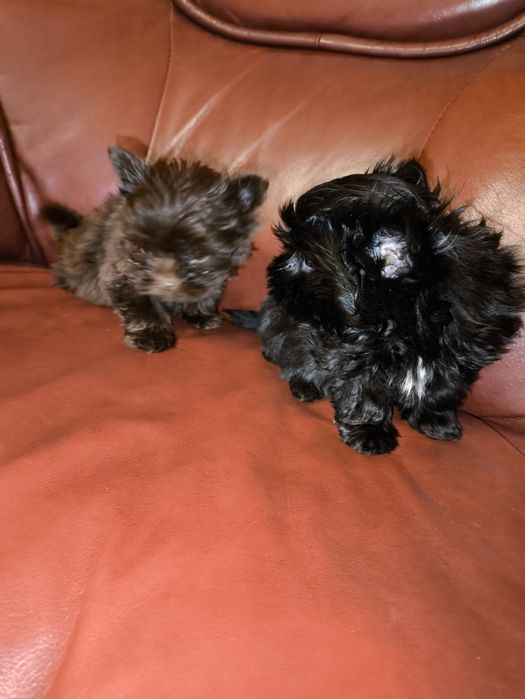 Продам мини мальчиков биро йорчики