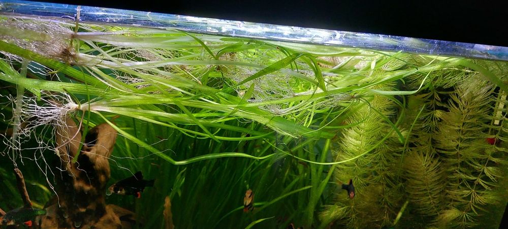 Małe gupiki i rośliny