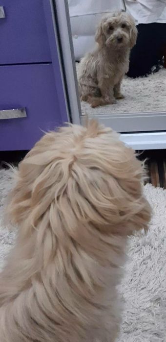 Підрощений мальтипу ф1