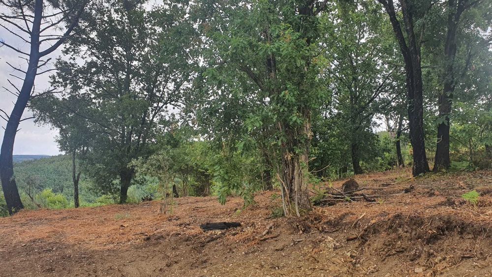 Terreno 1,2 ha com viabilidade de construção – Esculca