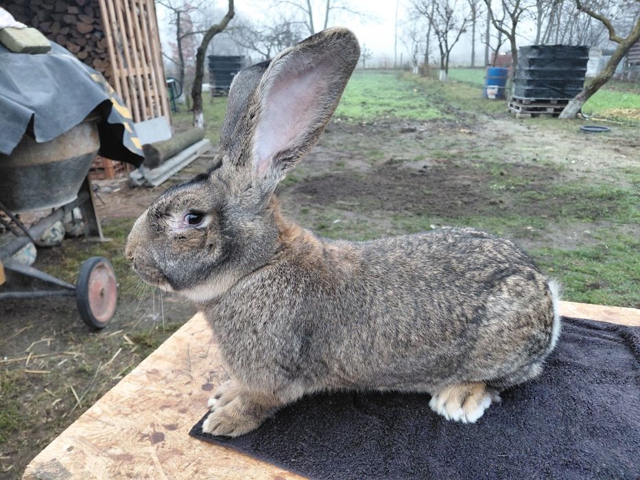 Krolik Belg olbrzym