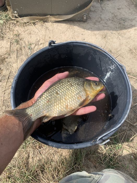 Жива риба (товарна, личинка, мальок, зарибок)