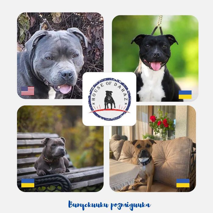 Розплідник HOUSE of DAHAZ, ознайомлювальне оголошення