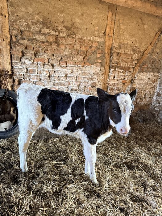 Jałowka do dalszej hodowli