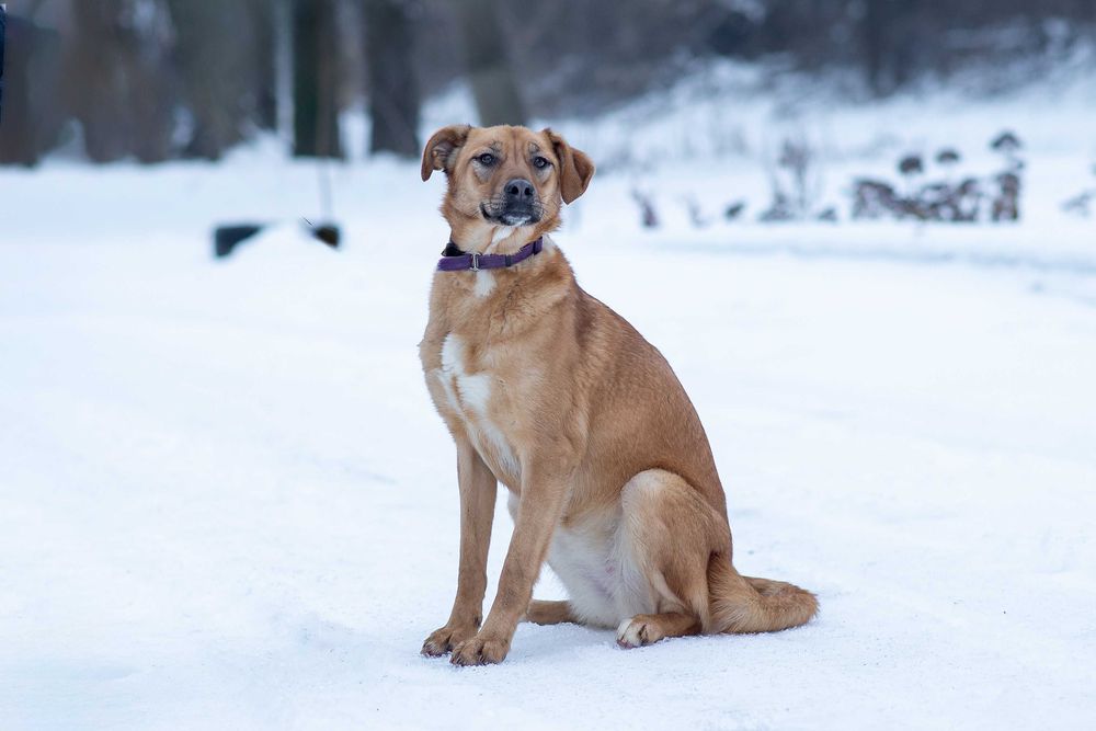 Віддам в добрі руки розумну молоду собаку Едіс.