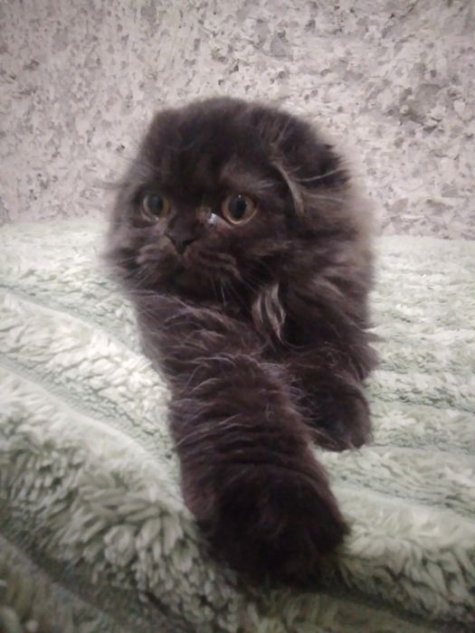 Шотландський красунчик