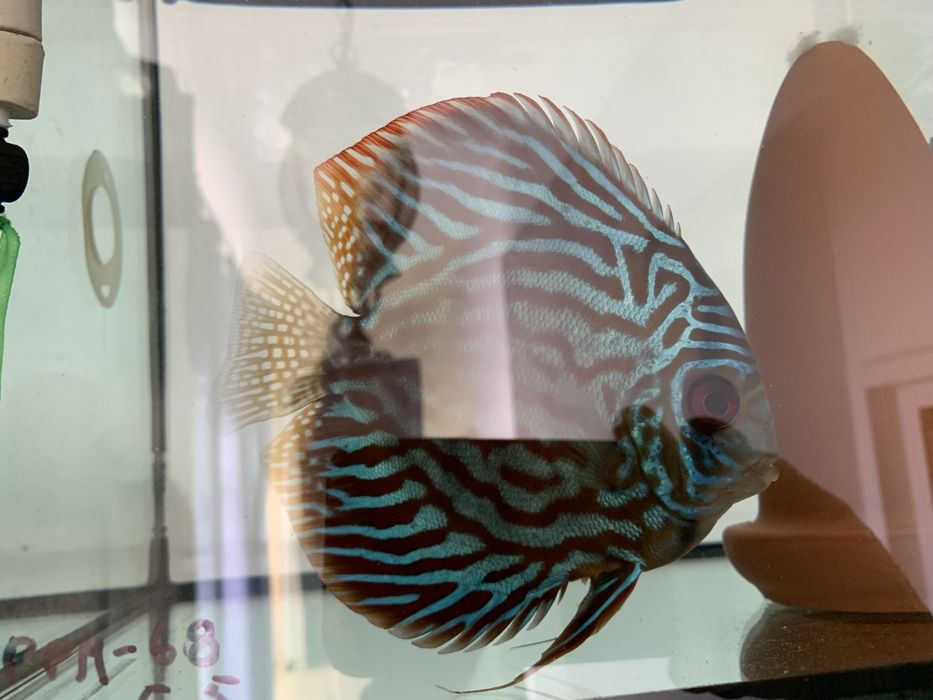 Vendo o meu casal fertil jovem/adulto de discus piwowarosky