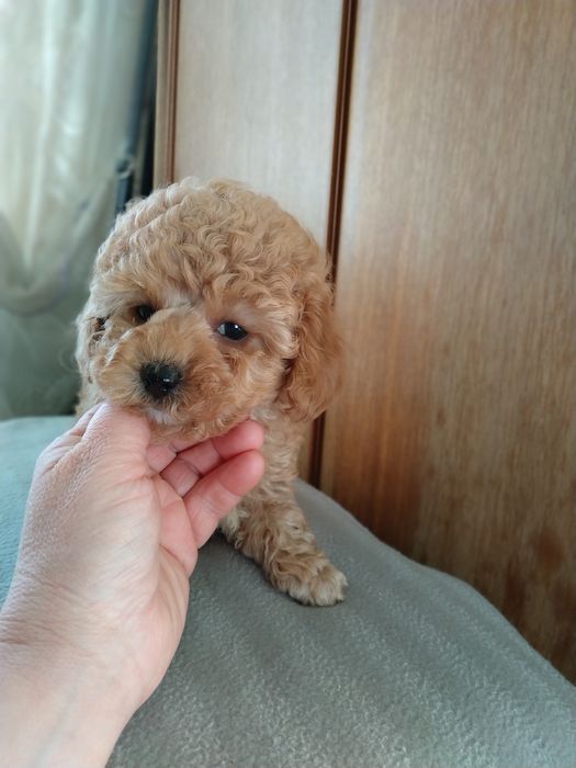 ГоМальчик мальтипушка