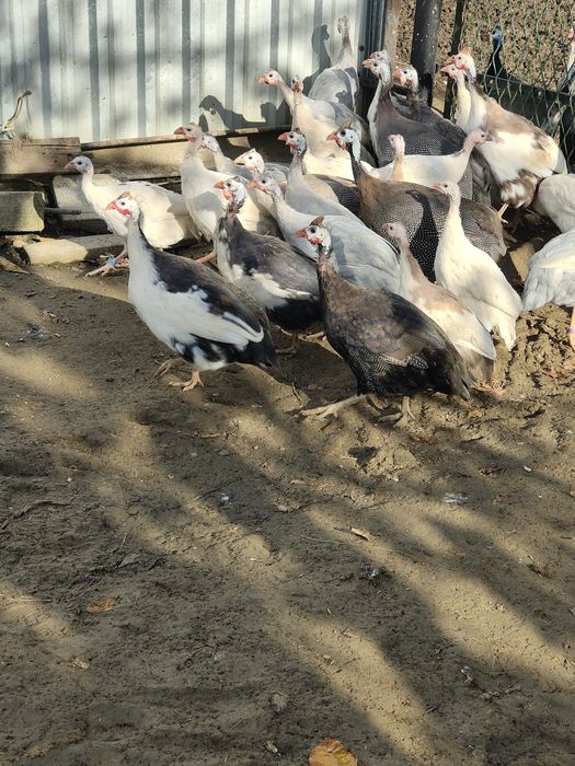 Perliczki, perlik, indyki