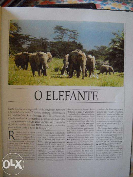 Livro Vida Selvagem - Animais da Savana