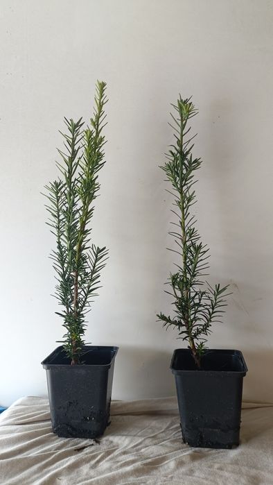 Cis Hicksii w doniczce p9, 8 zł