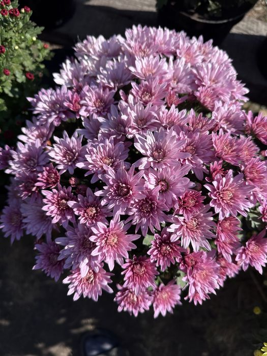 Хризантема мультифлора