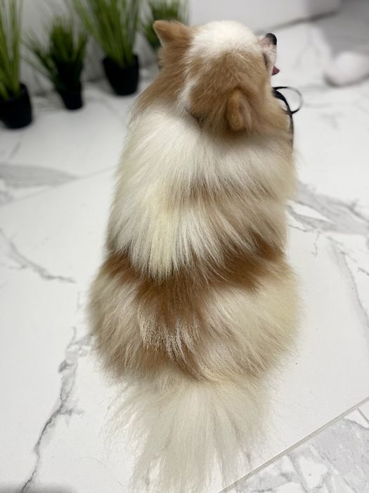 Померанські шпіци — Шукаєте щастя в пухнастому вигляді? Це він!