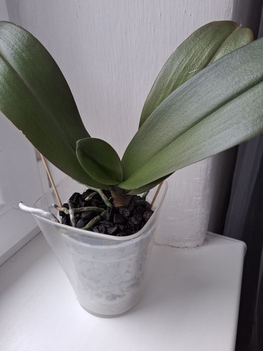 Орхідея фаленопсис Asian Sun