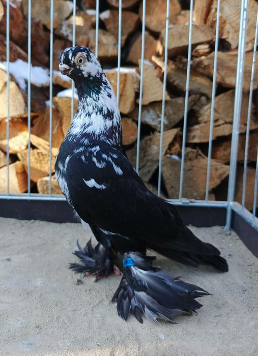 Motyl warszawski samczyk 24r. Motyle