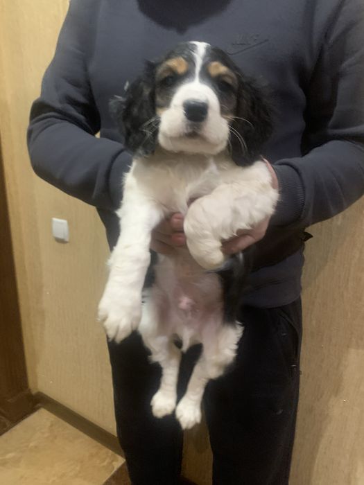 Цуценята Спаніельчиків