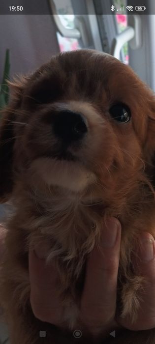 Cavapoo - suczka