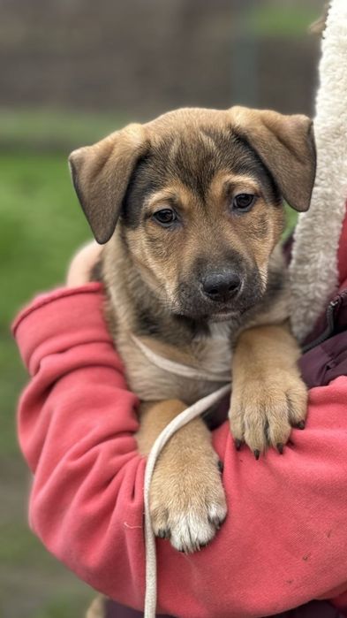 Отдам даром в добрые руки щенка метис овчарки и алабая