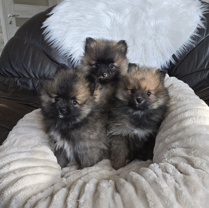 Szpic Miniaturowy Pomeranian