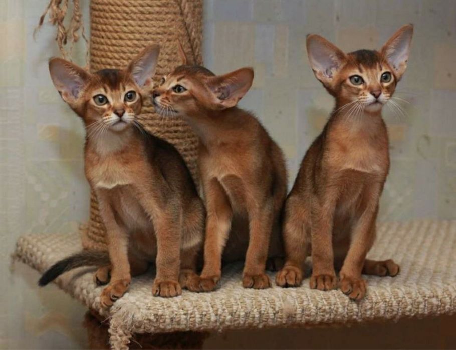Абіссинські чістокровні кошенята.