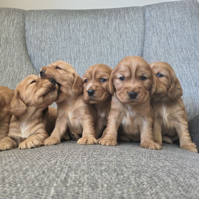 Suczka Cocker Spaniel