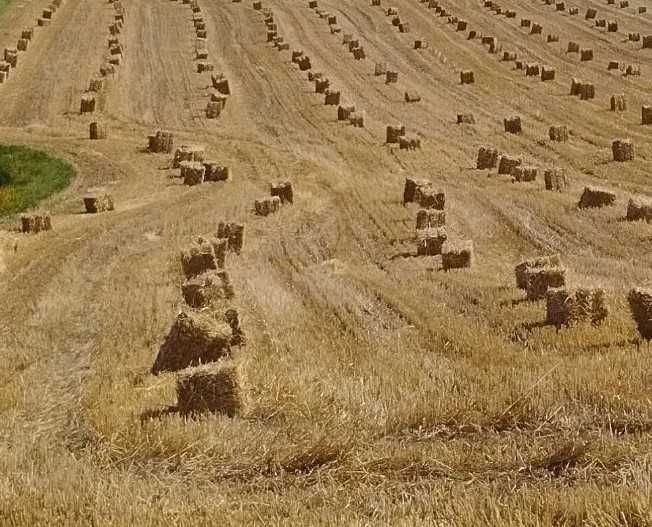 Тюки ячмінні  Ячмень
