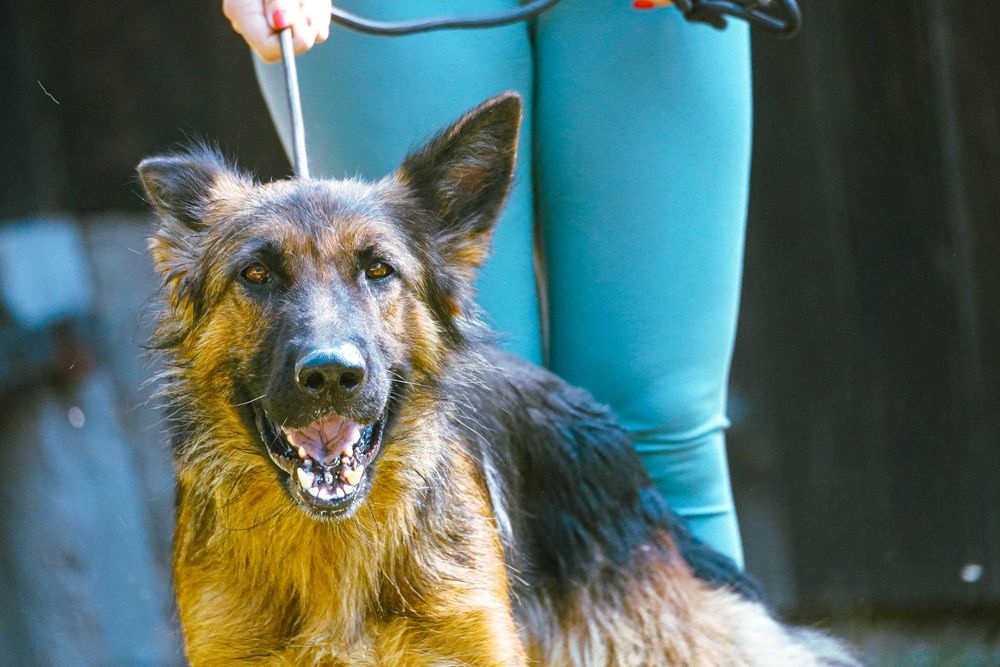 Pola - piękna sunia w typie owczarek niemiecki
