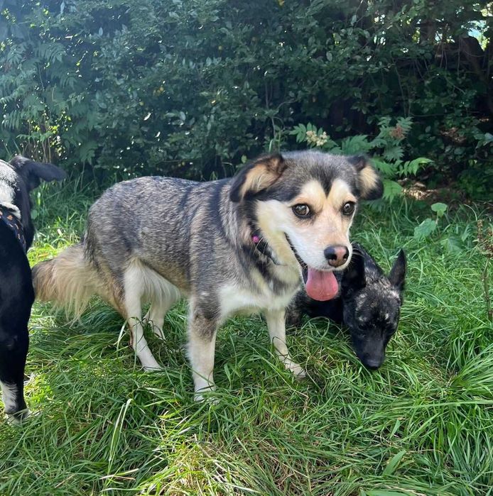 2,5 roczna malutka Leja do adopcji