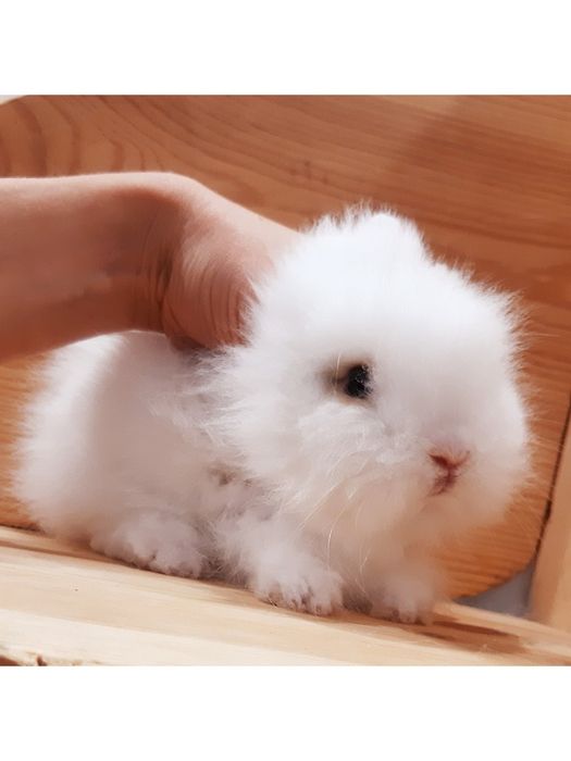 Карликовые миниатюрные декорат.торчеухие и вислоухие мини кролики