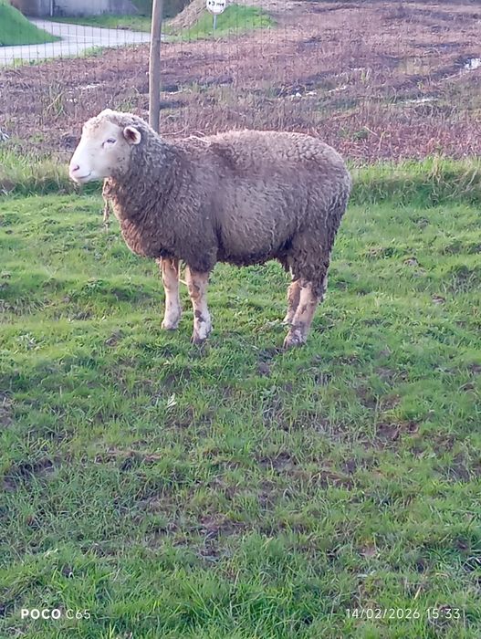 Ovelha ile de france pura com um ano de idade