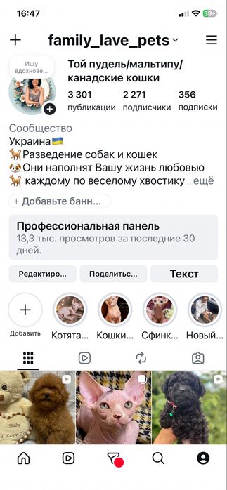 Двельф приглашает дам