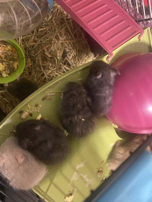 Vendo gaiola com 14 hamsters