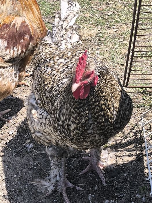 Galos malines boa genética