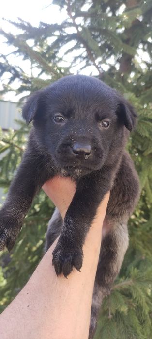 Щенки лабрадор метизы немецкая овчарка