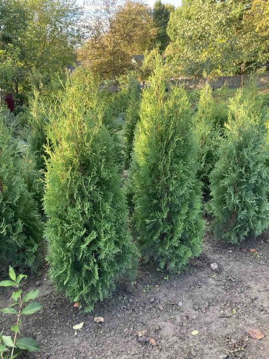 Туя Колоновидна 1м 200 грн