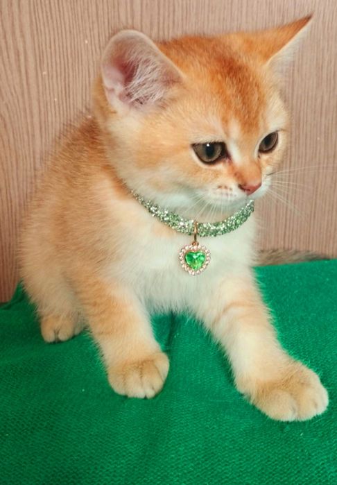 Котенок! Плюшевый золотой малыш!