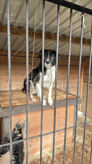 Песик Джек шукає дім