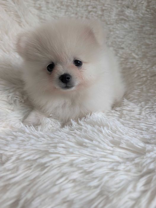 Szpic miniaturowy, pomeranian