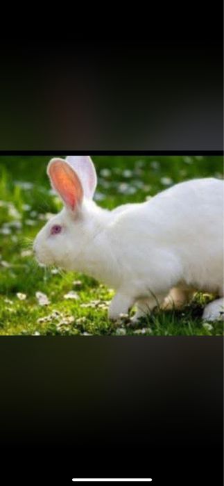 Продам мʼсо кроля