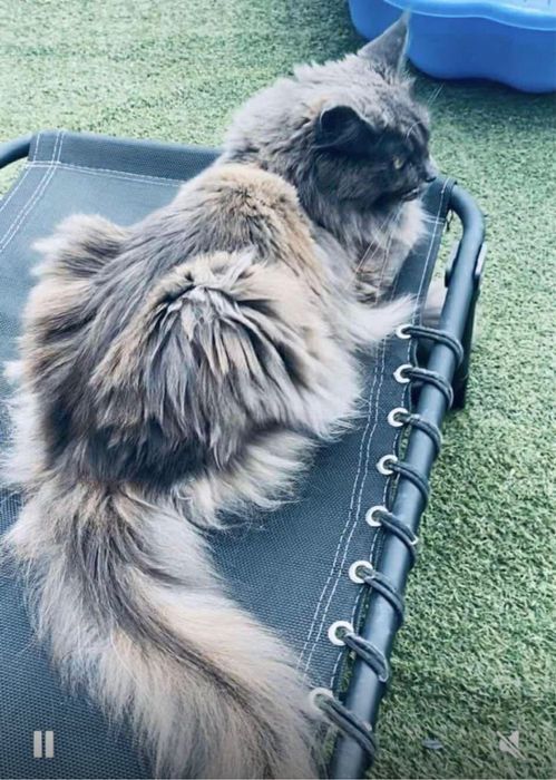 Kocięta Maine Coon rodowód FPL koty kocury