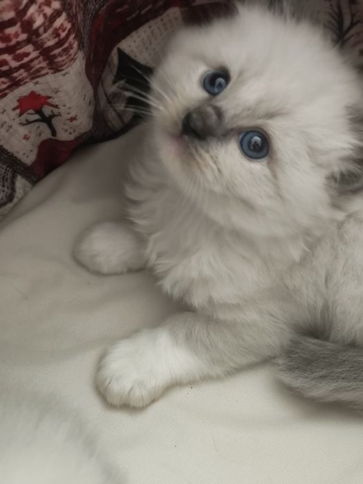 Kotka  kot Ragdoll