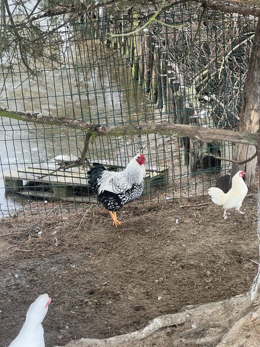 Sprzedam koguta wyandotte