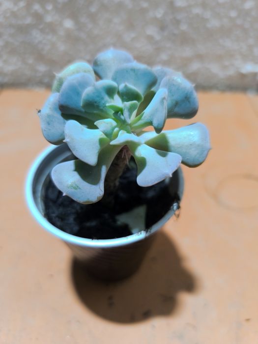 Suculentas em vaso 3