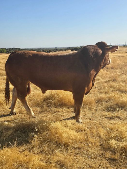 Touro limousine ouro