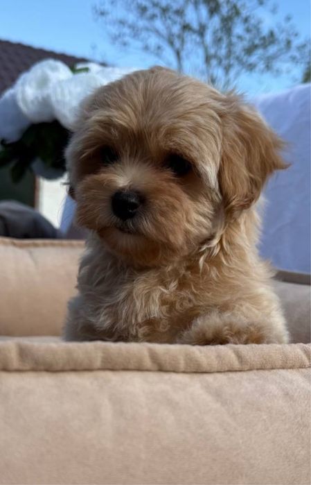 Елітні Мальтипу міні. Бежевий Мальтипу ф2