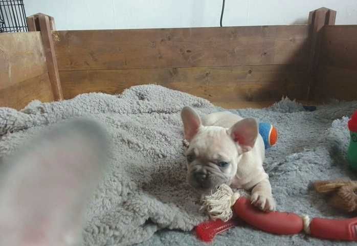 Щенки французского бульдога полная вакцинация! Цена снижена!