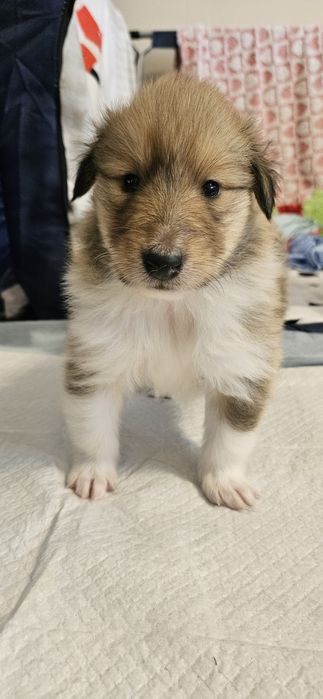 Owczarek szkocki długowłosy