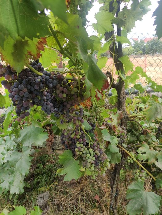 Uvas de ramada para vinho
