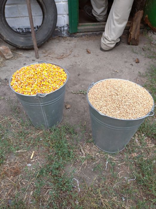 Зерно та суміші для домашньої худоби!!!